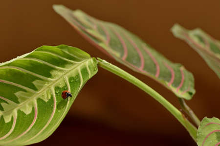 Ladybird red on green leaf macro creeping