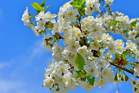 Beautiful branches of a blossoming tree against a blue sky