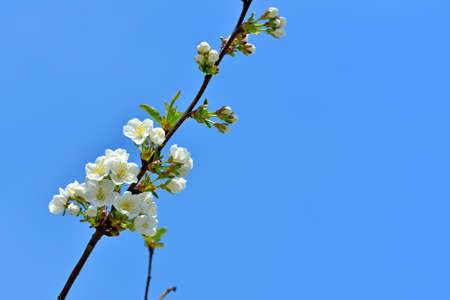 Beautiful branches of a blossoming tree against a blue sky