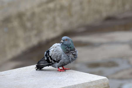 The dove sits alone on the ground