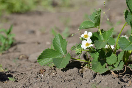 A bush of young strawberries in the garden, flowering in spring and summer.の写真素材