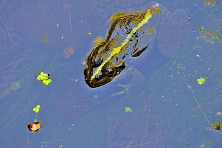Frog in a swamp in the water with algae, close-up