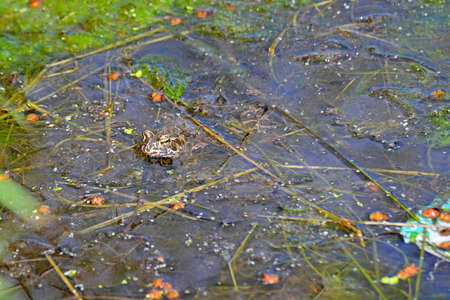 Frog in a swamp in the water with algae, close-up
