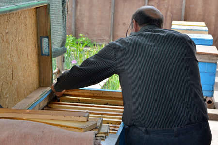 Man, bee-keeper, inspects the beehive in the apiary