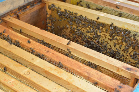 Frames with honey, honey, wax and bees in the apiary