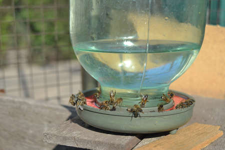 Drinking bowl for bees in an apiary close-upの写真素材