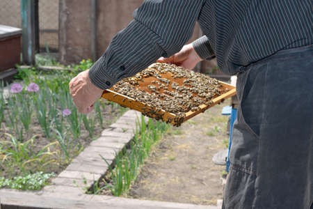 Man, bee-keeper, inspects the beehive in the apiary