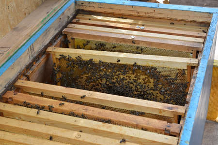 Frames with honey, honey, wax and bees in the apiary