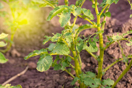 colorado beetle on leaves of potatoの写真素材