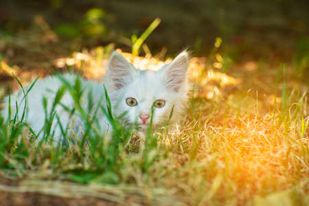 A small and evil fluffy white cat on the hunt follows the prey in a grass shelterの写真素材
