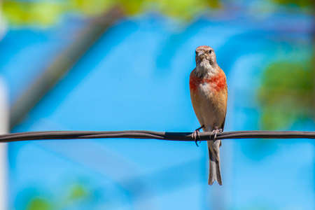 Tapdog, creeper, bird of the passerine family sitting on the wire and looking close upの写真素材