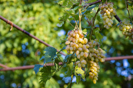 Grapes of large white grapes hang on a vine in the garden in the open air with a pleasant warm...