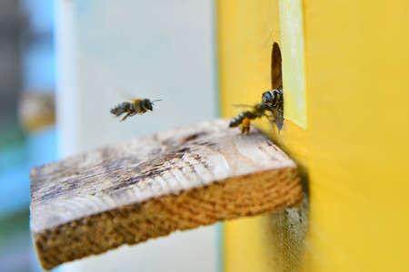Bees near the beehive on the arrival on the pasika close-up.の写真素材