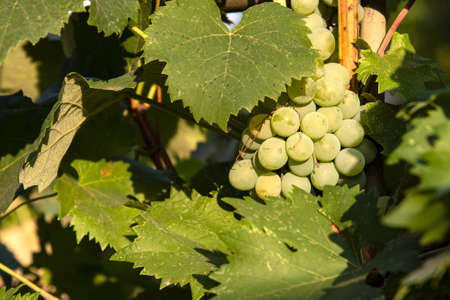 Grapes of large white grapes hang on a vine in the garden in the open air with a pleasant warm...