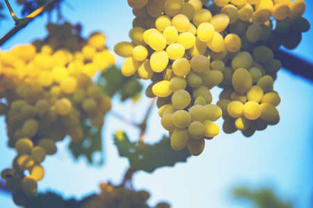 Grapes of large white grapes hang on a vine in the garden in the open air with a pleasant warm light.の写真素材