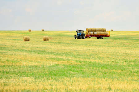 The tractor collects the hay in sheaves and takes it off the field after the mowing of the grain. Agroindustrial industry.のeditorial素材