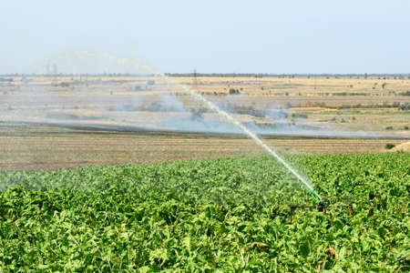 Installation of irrigation system in the field, water sprinkler in function of watering of agricultural plantsの写真素材