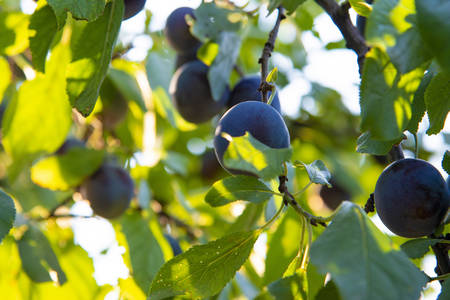 Red apples grow on a tree, and are ready for use.