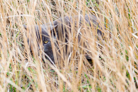 A gray cat hid in the dry grass and looks out of it, looking with one eyeの写真素材