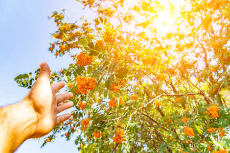 The hand of a man reaches out to a tree with red rowan, against the background of backlightの写真素材