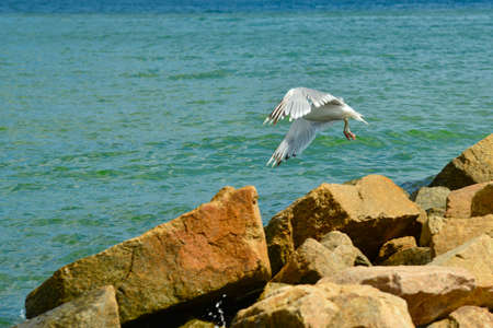 A seagull sits on a stone in the sea water.の写真素材