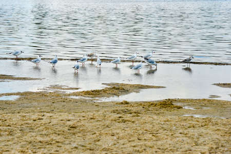 Many seagulls are sitting on the sand, by the sea.