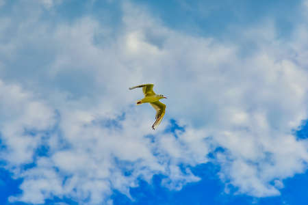 White gull flies high in the sky against the background of clouds.の写真素材