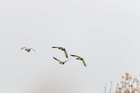 Adult wild ducks, take off from the shore and fly forward to warm countries.