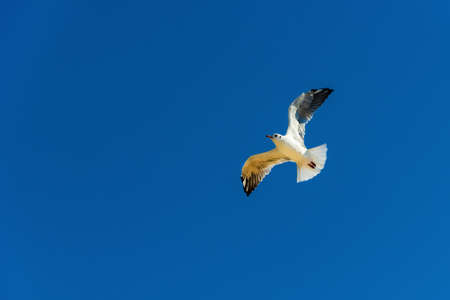 A beautiful and beautiful seagull flies high against a blue sky with open wings.