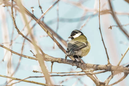 Beautiful color tit sits on a tree branchの写真素材
