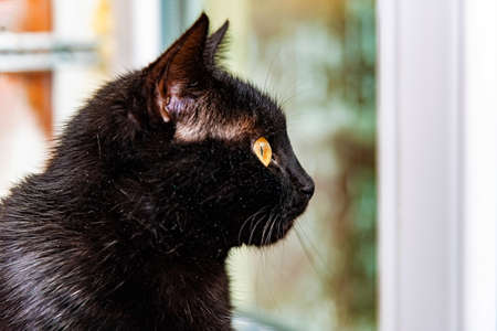 Black cat sitting on the windowsill and looking out the windowの写真素材