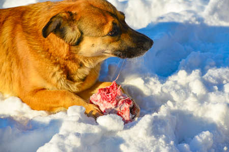 Wild dog eats red meat on the bone in the snowの写真素材