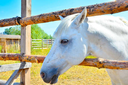 White horse close-up in a pen, behind a wooden fenceの写真素材