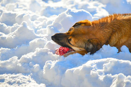 Wild dog eats red meat on the bone in the snowの写真素材