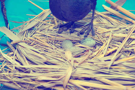 The bird stands in a nest with eggs and protects its children.の写真素材