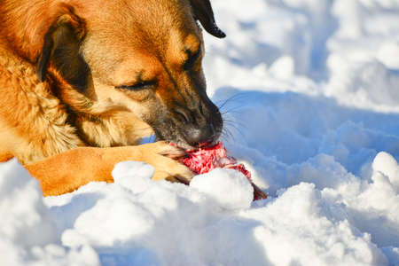 Wild dog eats red meat on the bone in the snowの写真素材