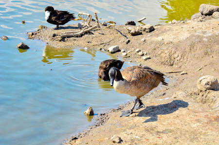 Ducks by the riverの写真素材