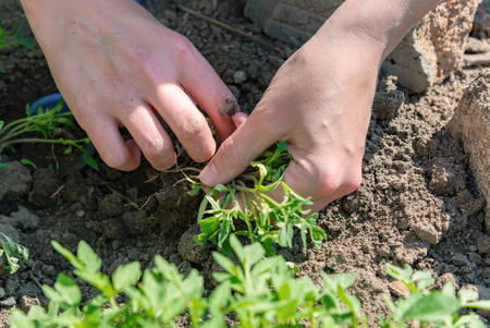 A woman chooses tomato seedlings for planting in the ground for growing tomatoes.