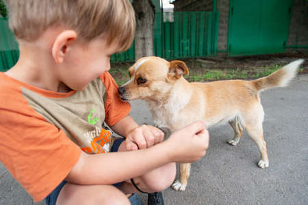 A boy hugs a little dog and feeds her off his arms, concept of friendship and trust.の写真素材