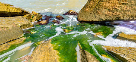 Natural stones with growing seaweed and green moss on the rocks by the ocean. High-quality...