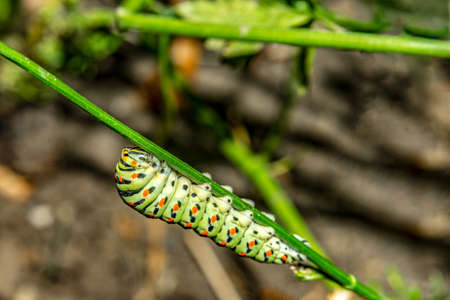 Caterpillar on a green branch, macro photo of an insect eating.の写真素材