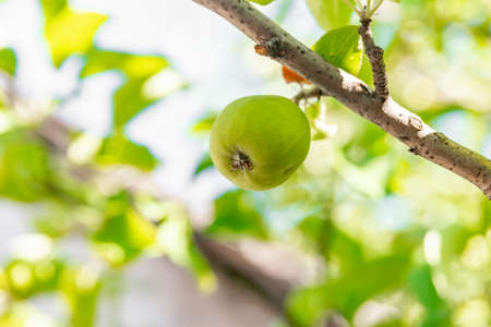 Green apple on a tree branch in the garden.の写真素材