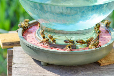 Drinking bowl for bees, beekeeping, feeding and feeding bees in the apiary.の写真素材