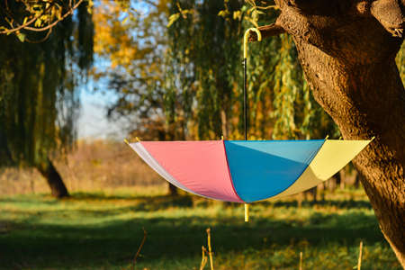 An open multicolored umbrella hanging on a tree inverted in a park in the fall among yellow foliage and trees.の写真素材