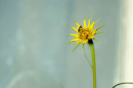 Bee on a yellow dandelion, macro photo. Insect pollinates a plant.の写真素材