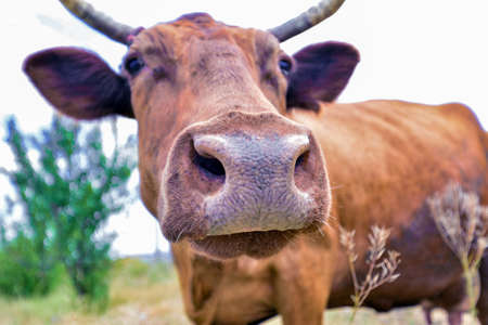 A cow grazes in a meadow against a cloudy blue sky, wide-angle close-up photo.の写真素材