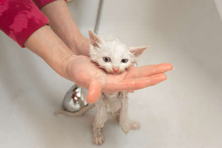 A woman bathes a white cat in a bathtub underwater. Cleanliness and hygiene of pets.