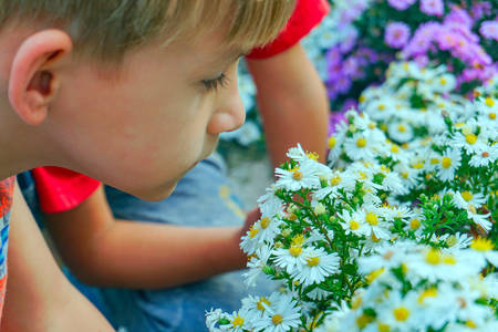 Boy sniffing flowers in a park in a flower gardenの写真素材