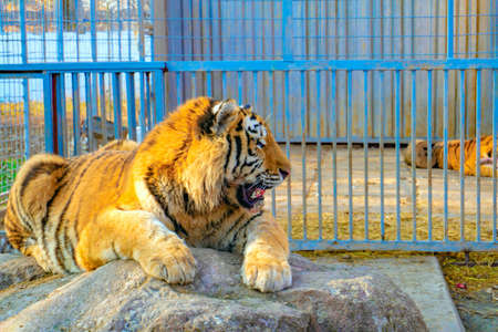 A tiger in a zoo lies in a cage and looks at visitors.