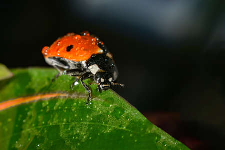 Ladybug crawling on a green grassy leaf, macro photo of wildlife.